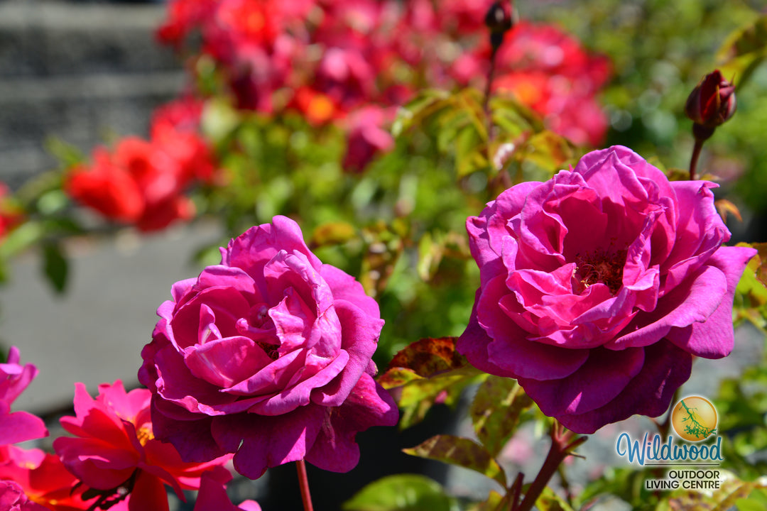 Intrigue - Star Roses and Plants