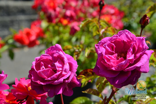 Intrigue - Star Roses and Plants