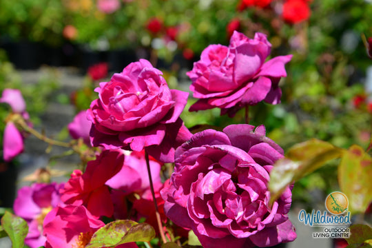 Intrigue - Star Roses and Plants