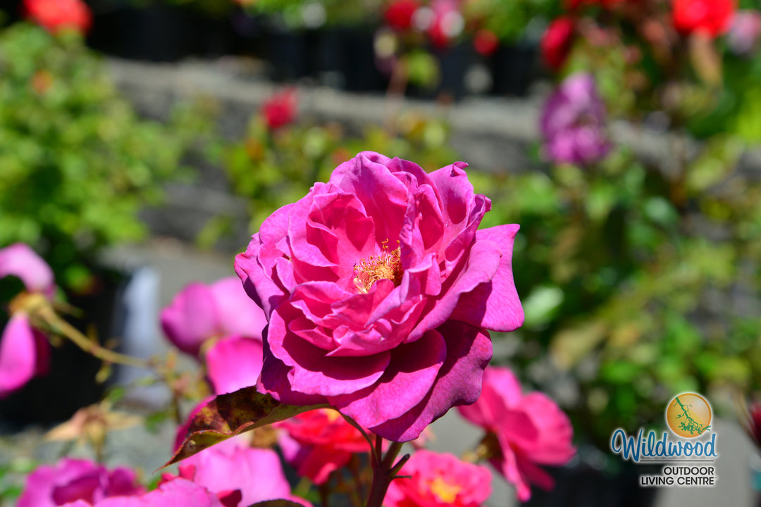 Intrigue - Star Roses and Plants