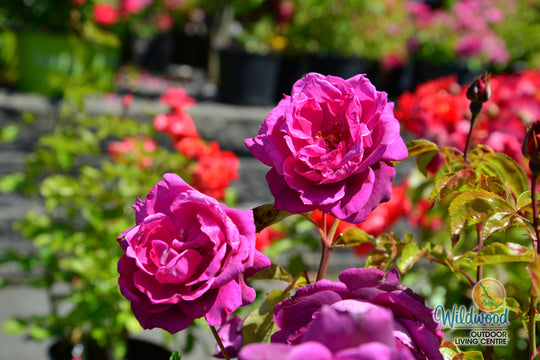 Intrigue - Star Roses and Plants