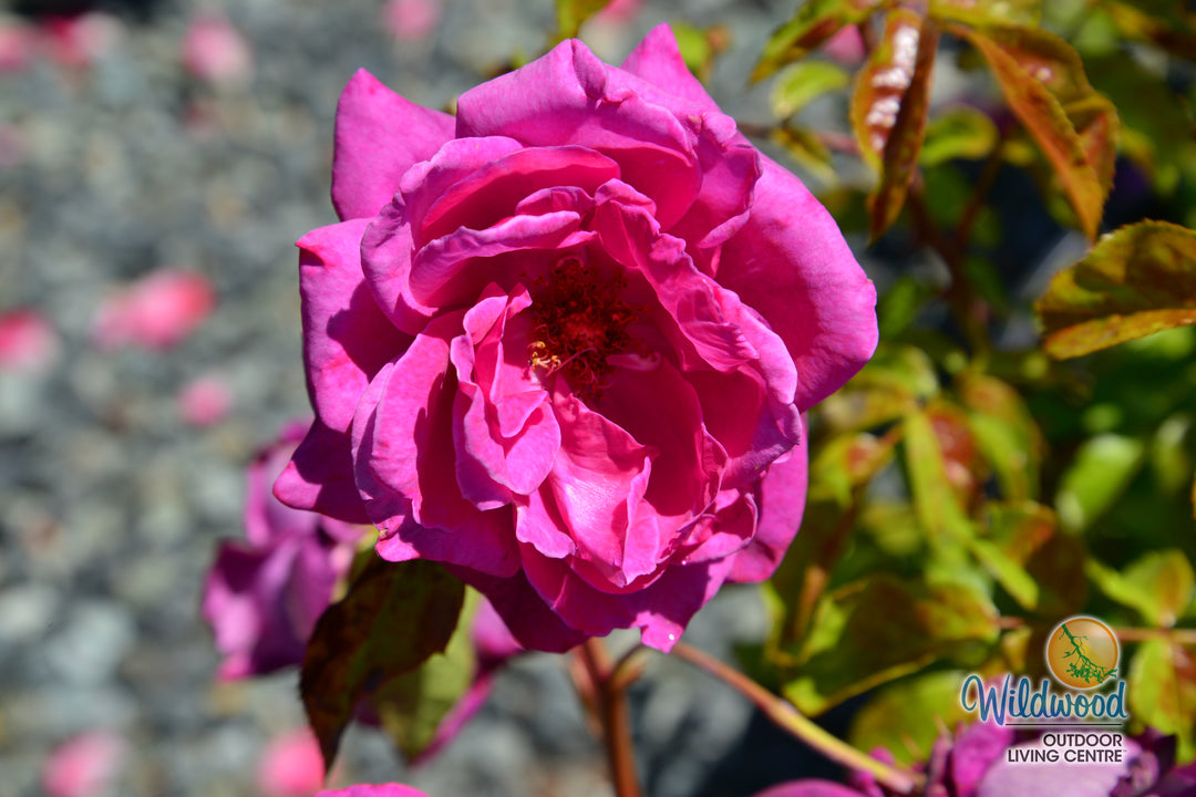 Intrigue - Star Roses and Plants