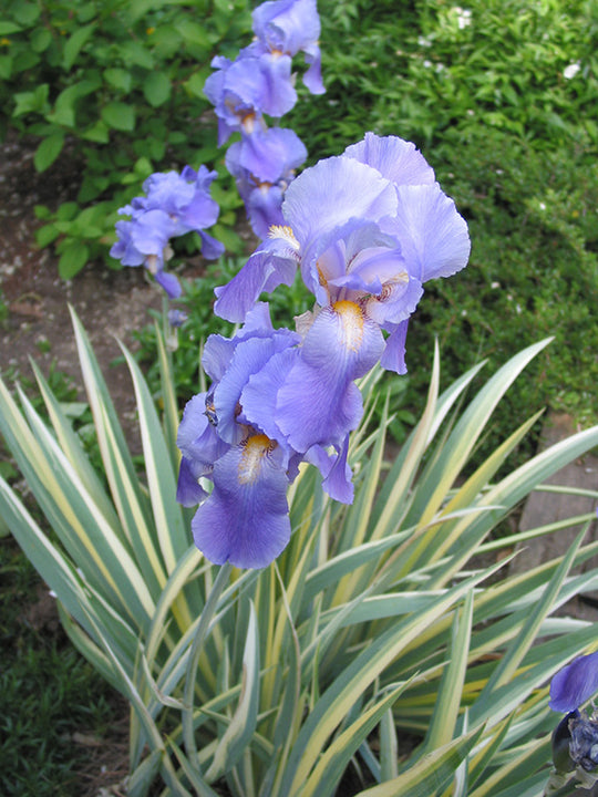 Iris pallida - Albo Variegata