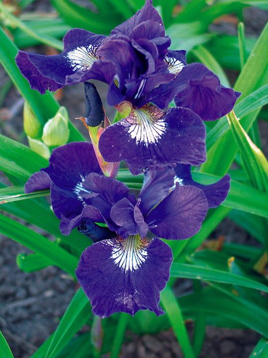 Iris sibirica - Ruffled Velvet, 1 Pack