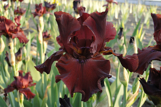 Iris germanica - Almaden, 1 Pack