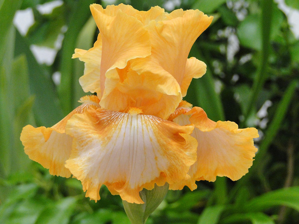 Iris germanica - Cajun Rhythm, 1 Pack