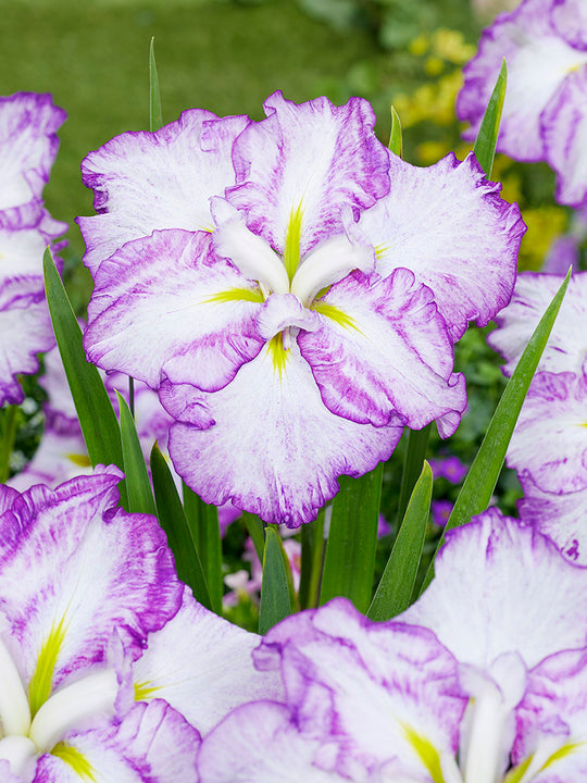 Iris ensata - Tiramisu, 1 Pack
