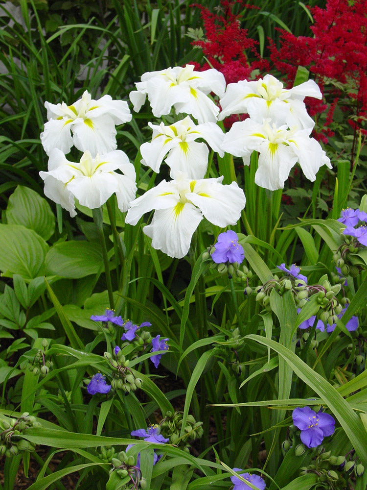 Iris ensata - Gold Bound, 1 Pack