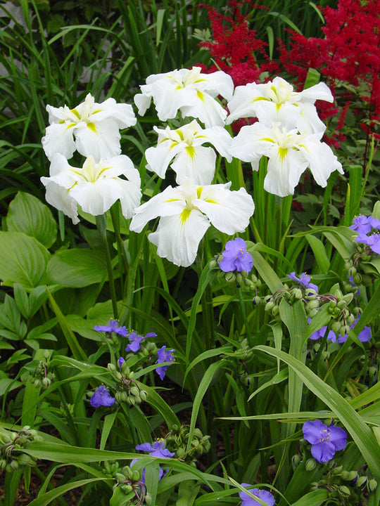 Iris ensata - Gold Bound, 1 Pack