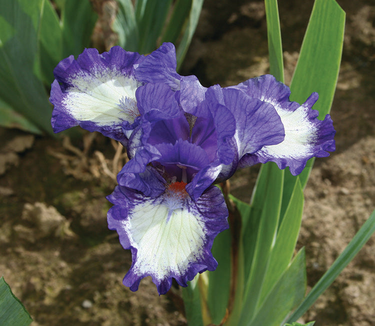 Iris pumila - Freeze Frame, 1 Pack