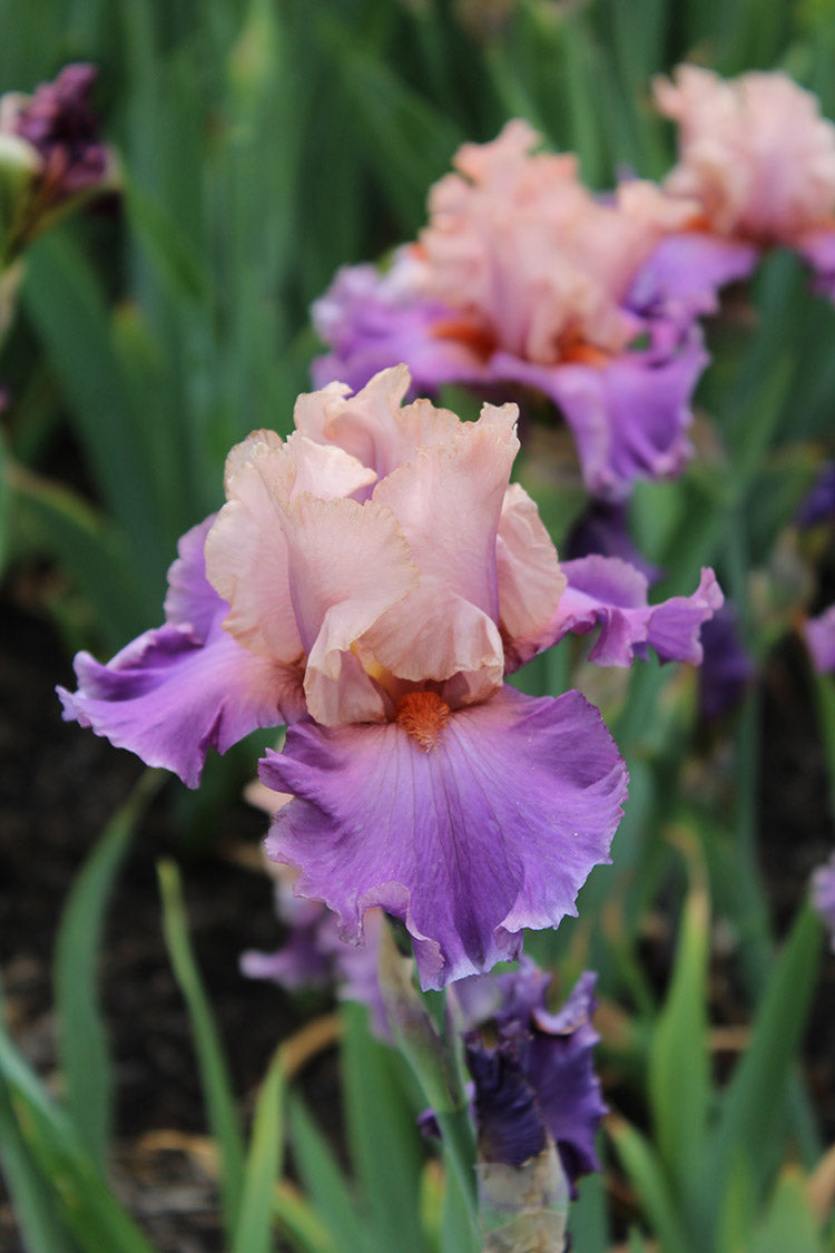 Iris germanica - Discovered Treasure, 1 Pack