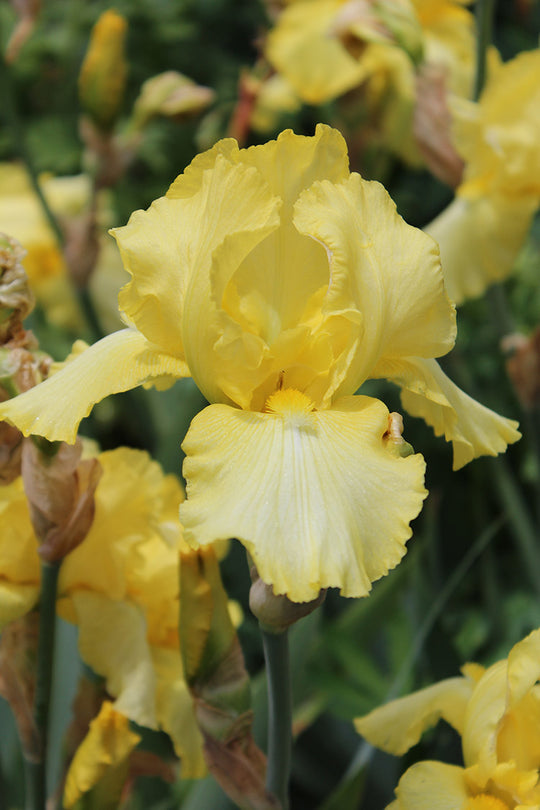 Iris germanica - Harvest of Memories, 1 Pack