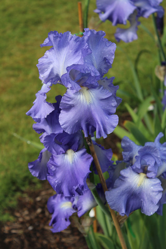 Iris germanica - Victoria Falls, 1 Pack