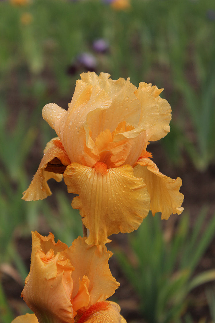 Iris germanica - Skyfire, 1 Pack