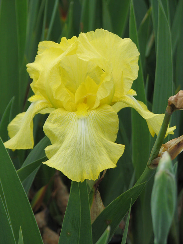 Iris germanica - Harvest of Memories, 1 Pack