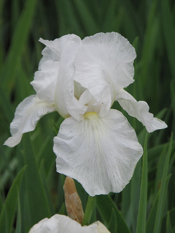 Iris germanica - Immortality, 1 Pack