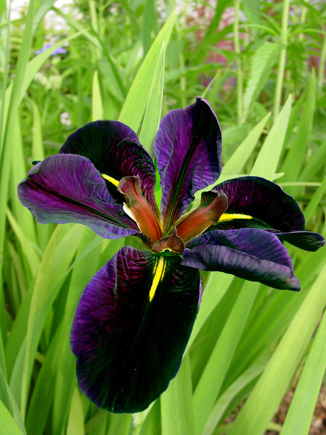 Iris Louisiana - Black Gamecock, 1 Pack