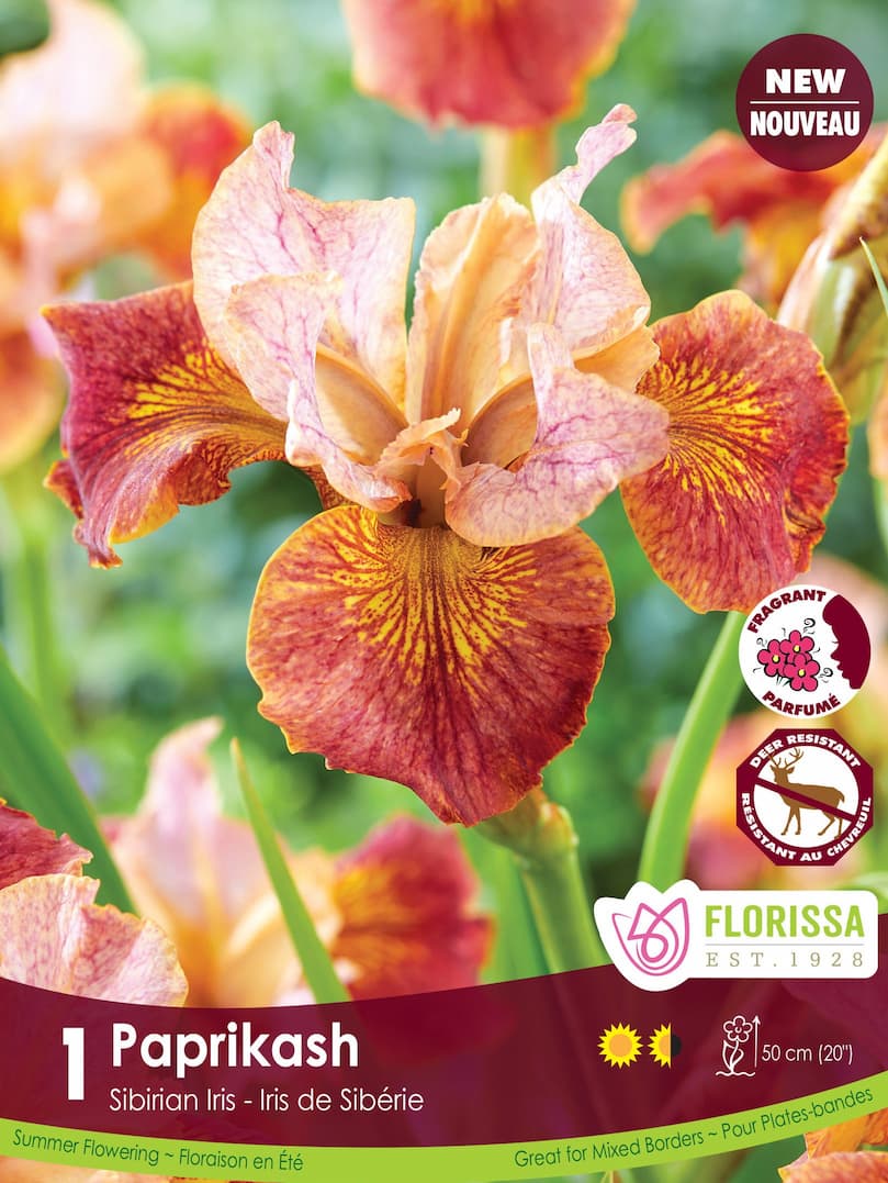 Iris Sibirica - Paprikash, 1 Pack