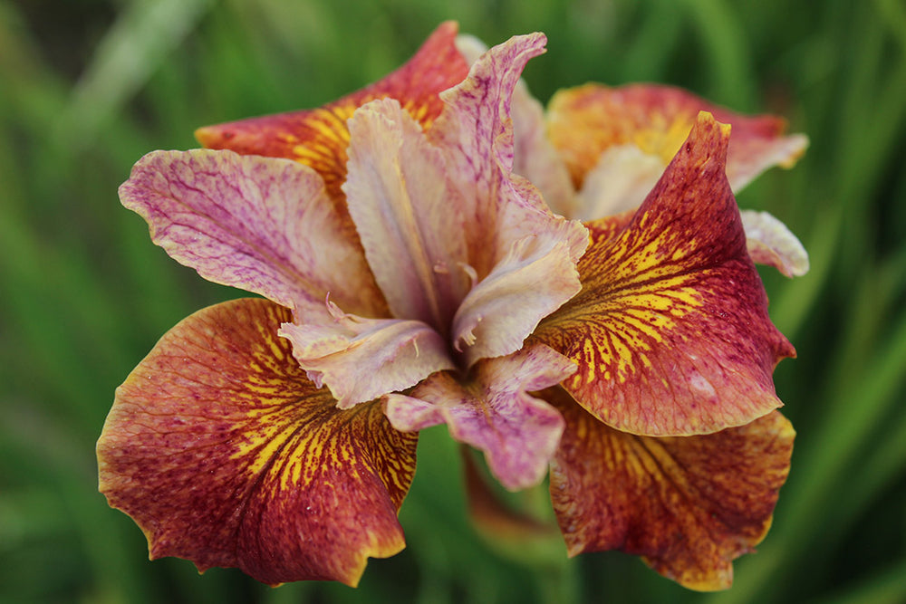 Iris sibirica - Paprikash, 1 Pack