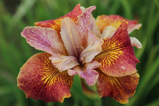 Iris sibirica - Paprikash, 1 Pack
