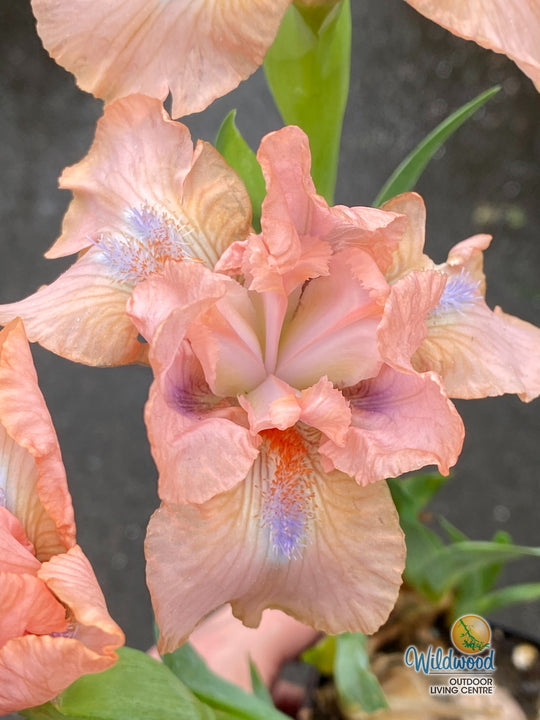 Iris pumila - Pink, 1 Pack
