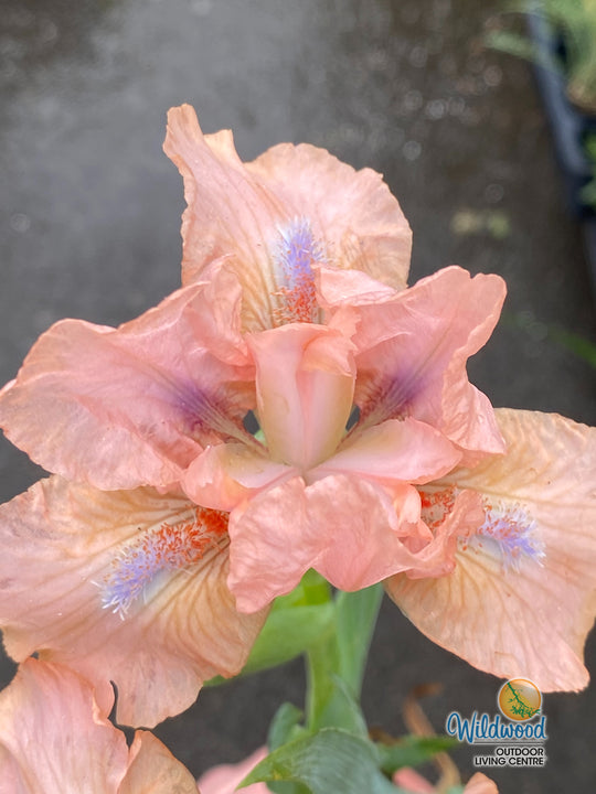 Iris pumila - Pink, 1 Pack