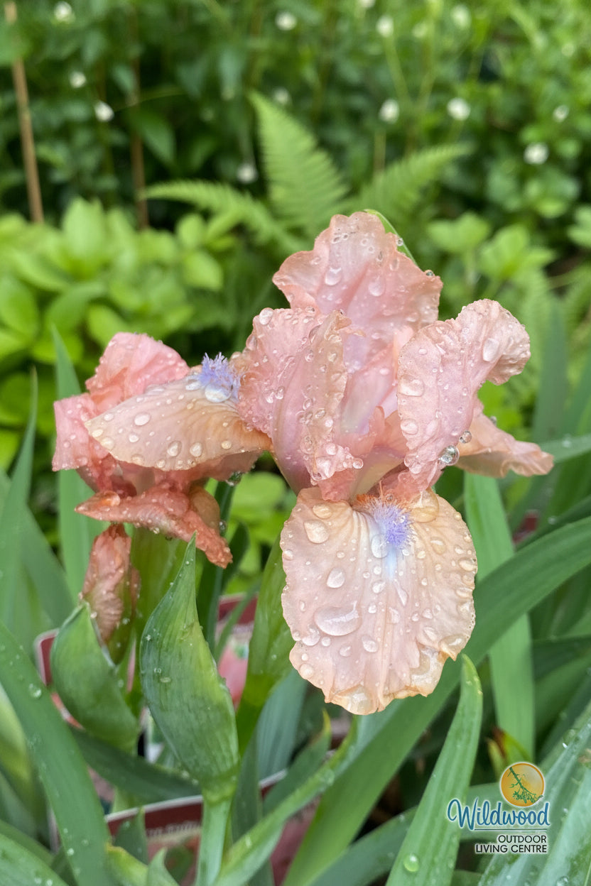 Iris pumila - Pink, 1 Pack