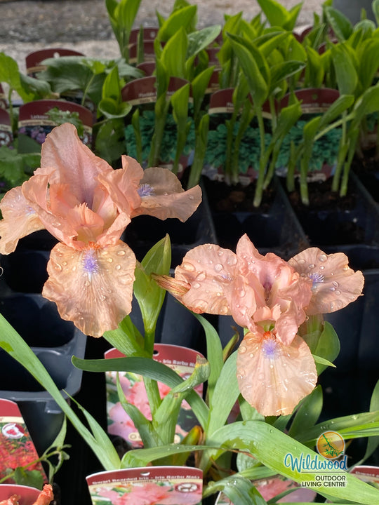 Iris pumila - Pink, 1 Pack