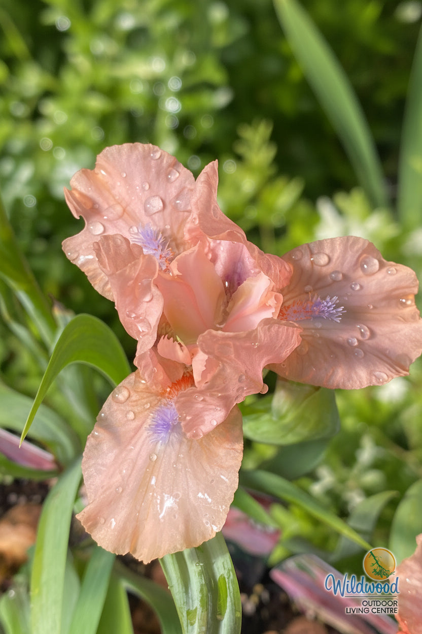 Iris pumila - Pink, 1 Pack