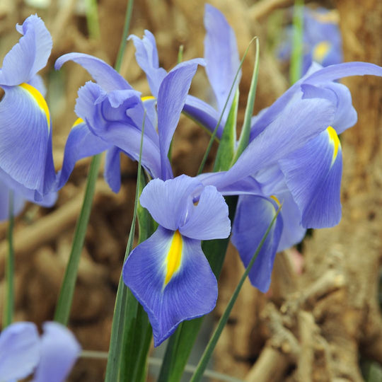 Iris - Sapphire Beauty