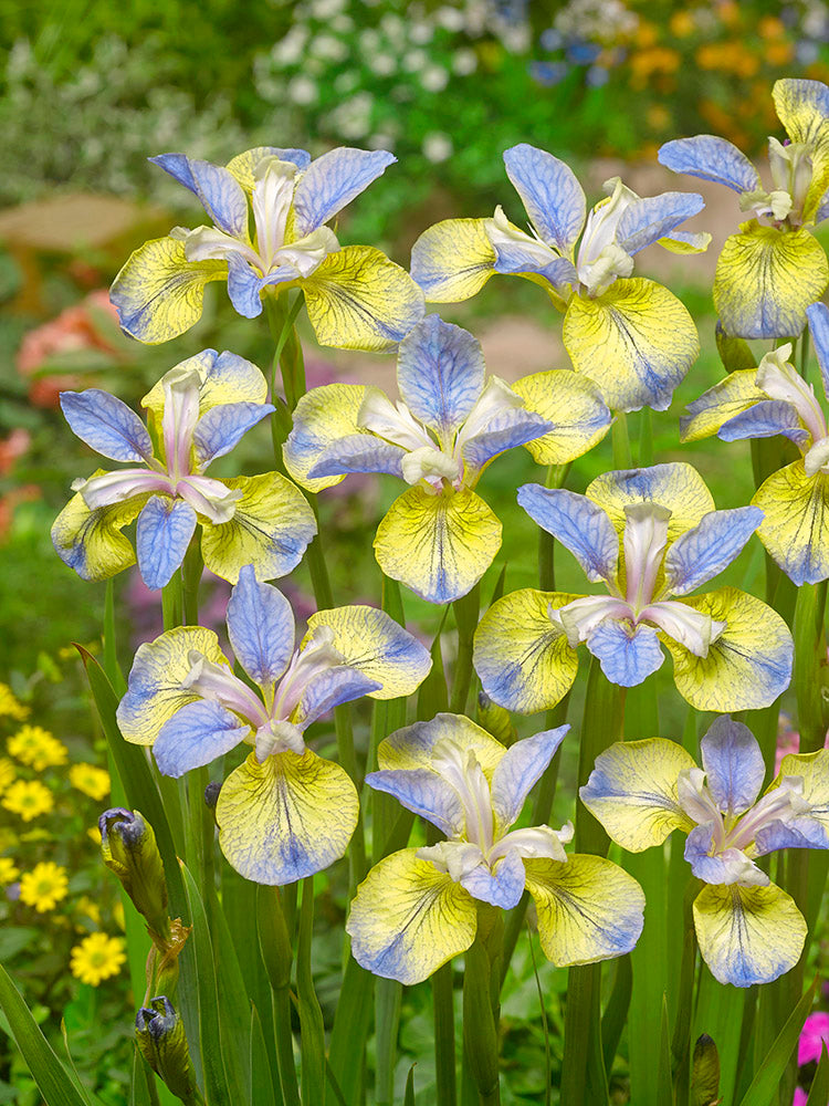 Iris sibirica - Tipped in Blue, 1 Pack