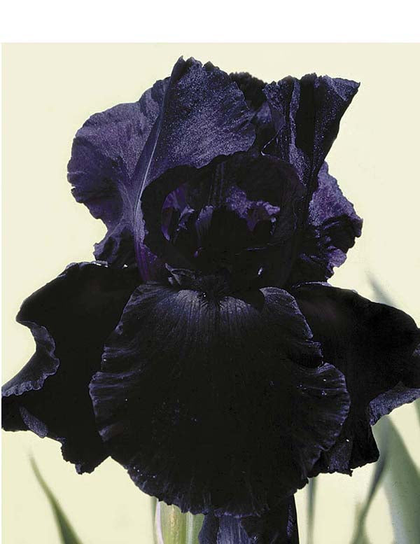 Iris germanica - Superstition, 1 Pack