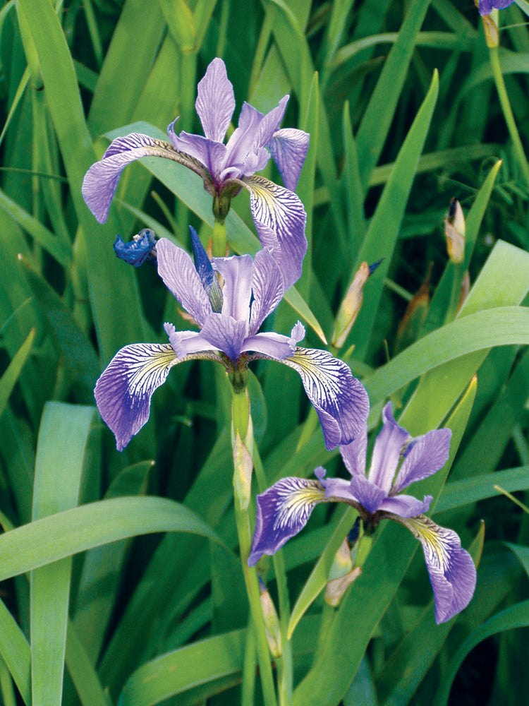 Iris versicolor, 1 Pack