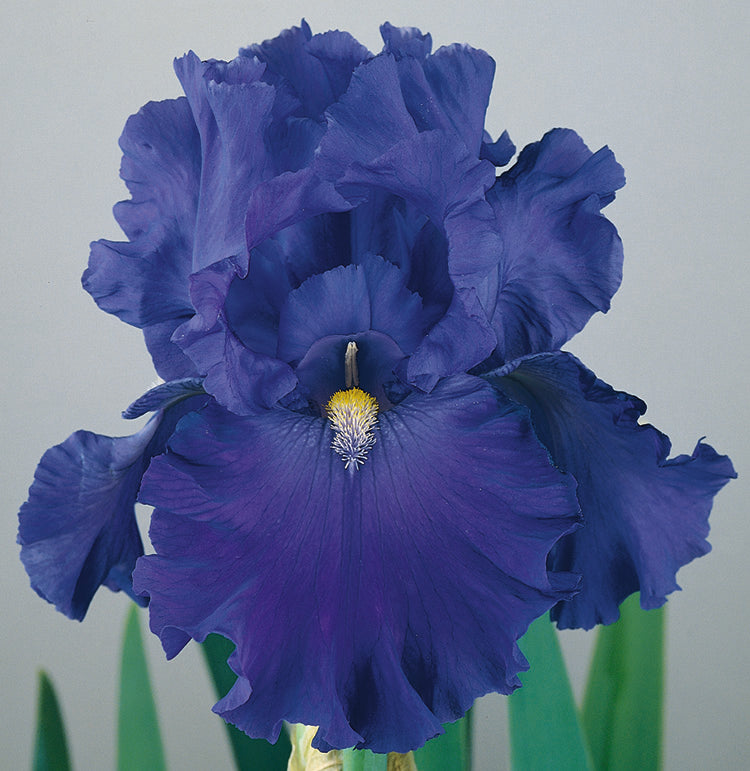 Iris germanica - Blue Suede Shoes, 1 Pack