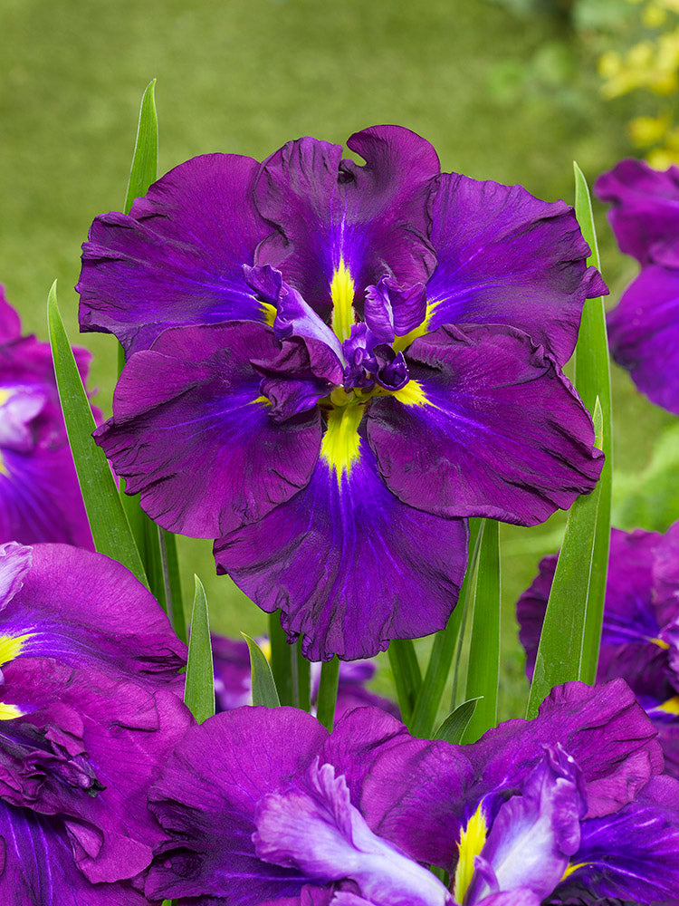 Iris ensata - Blueberry Pie, 1 Pack
