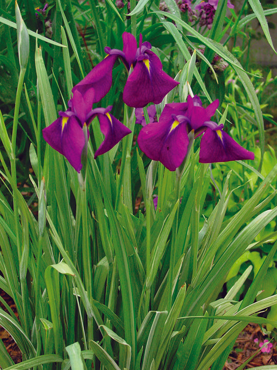 Iris ensata - Variegata, 1 Pack