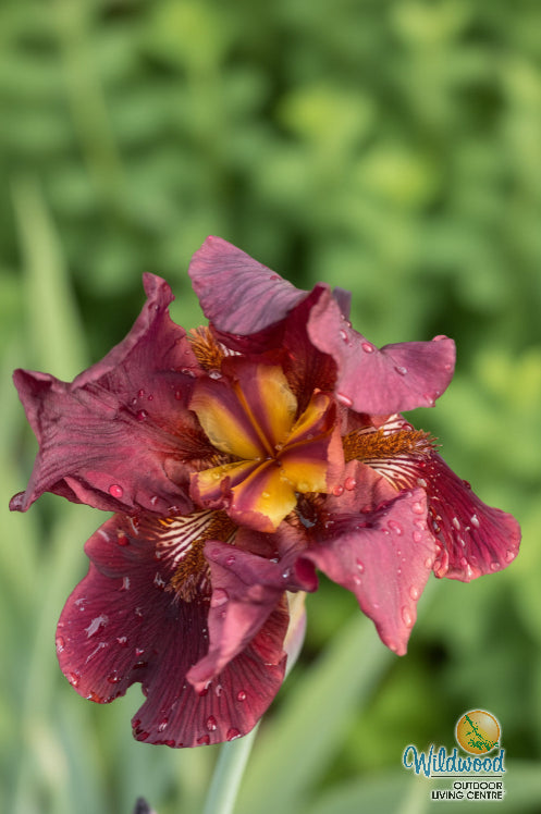 Iris germanica - Almaden, 1 Pack