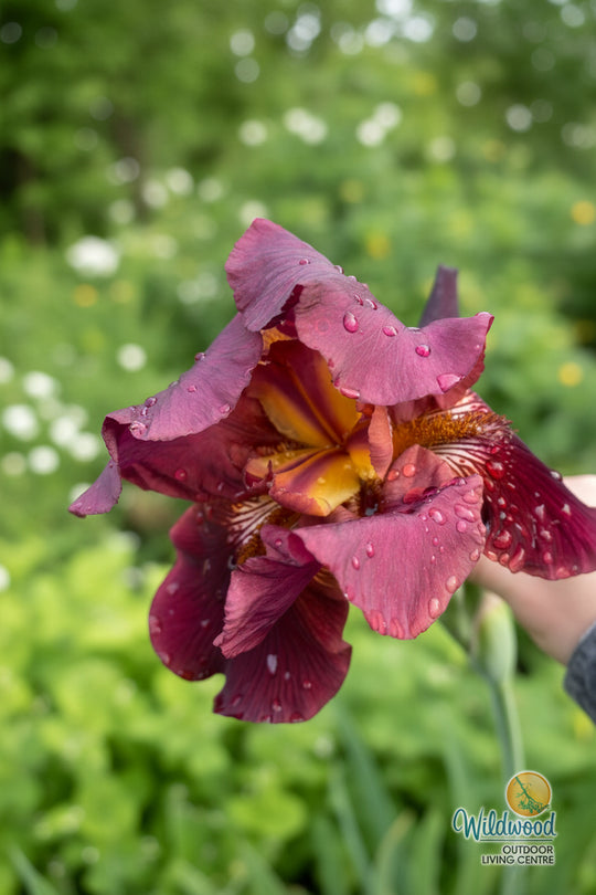 Iris germanica - Almaden, 1 Pack