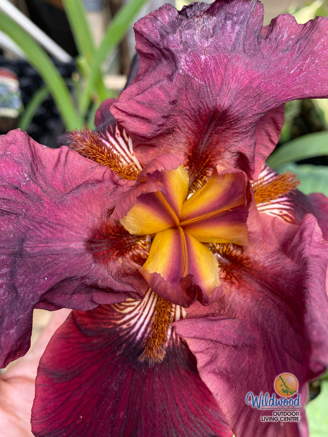 Iris germanica - Almaden, 1 Pack
