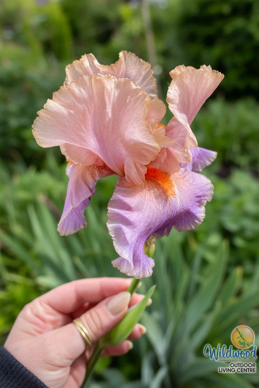 Iris germanica - Discovered Treasure, 1 Pack