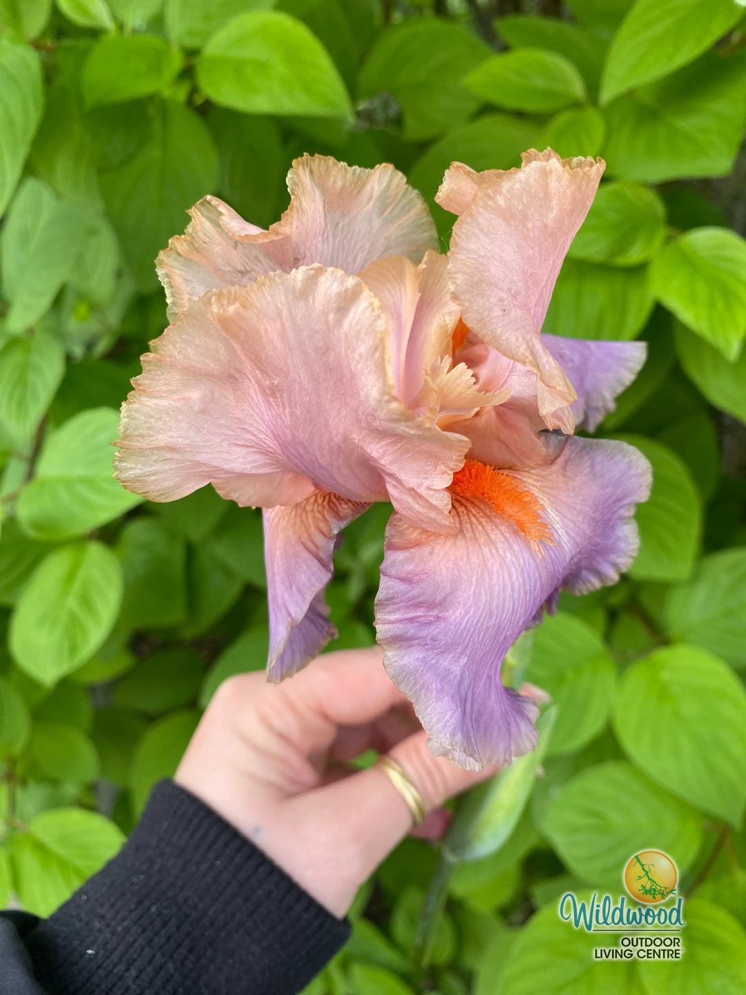 Iris germanica - Discovered Treasure, 1 Pack