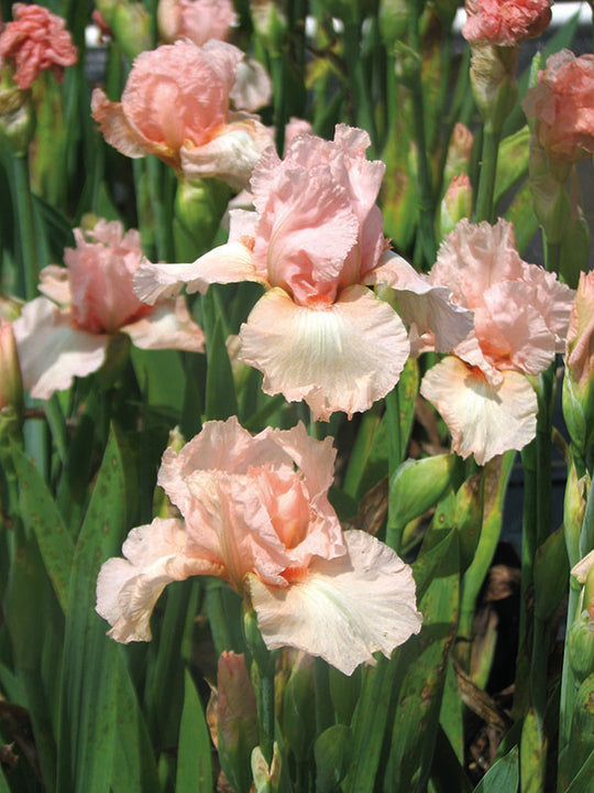 Iris germanica - Pink Attraction, 1 Pack
