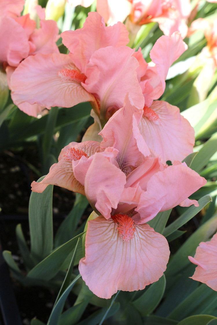 Iris pumila - Pink, 1 Pack
