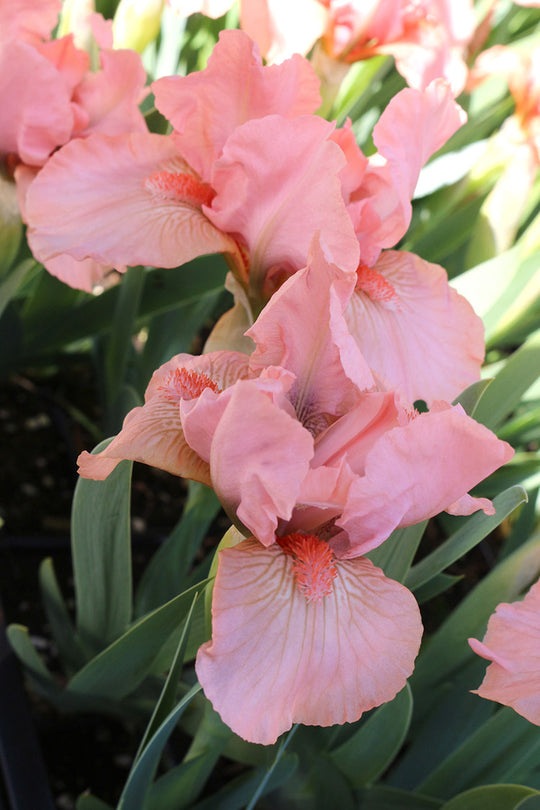 Iris pumila - Pink, 1 Pack