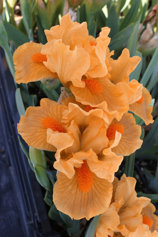 Iris pumila - Orange, 1 Pack