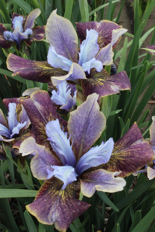 Iris sibirica - Black Joker, 1 Pack