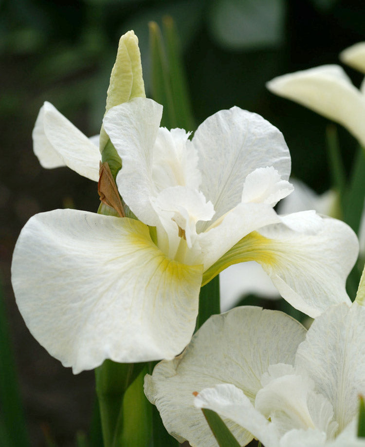 Iris sibirica - Snow Queen, 1 Pack