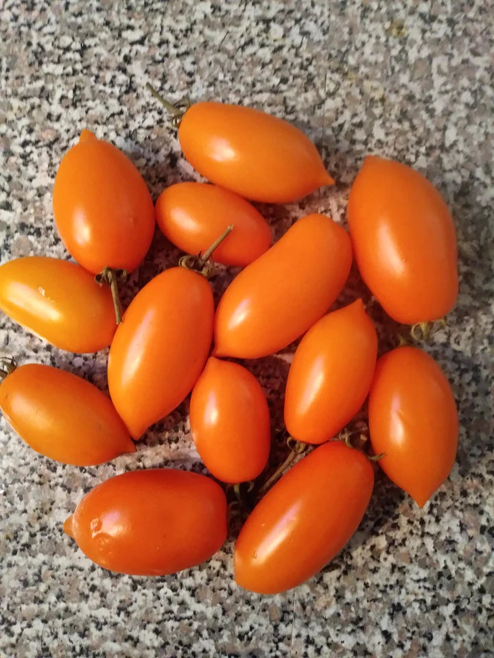 Tomato Italian Gold Paste - Eagleridge Seeds