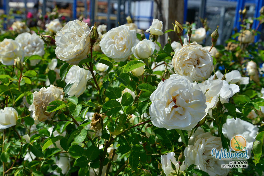 J.P. Connell - Cold Hardy Rose