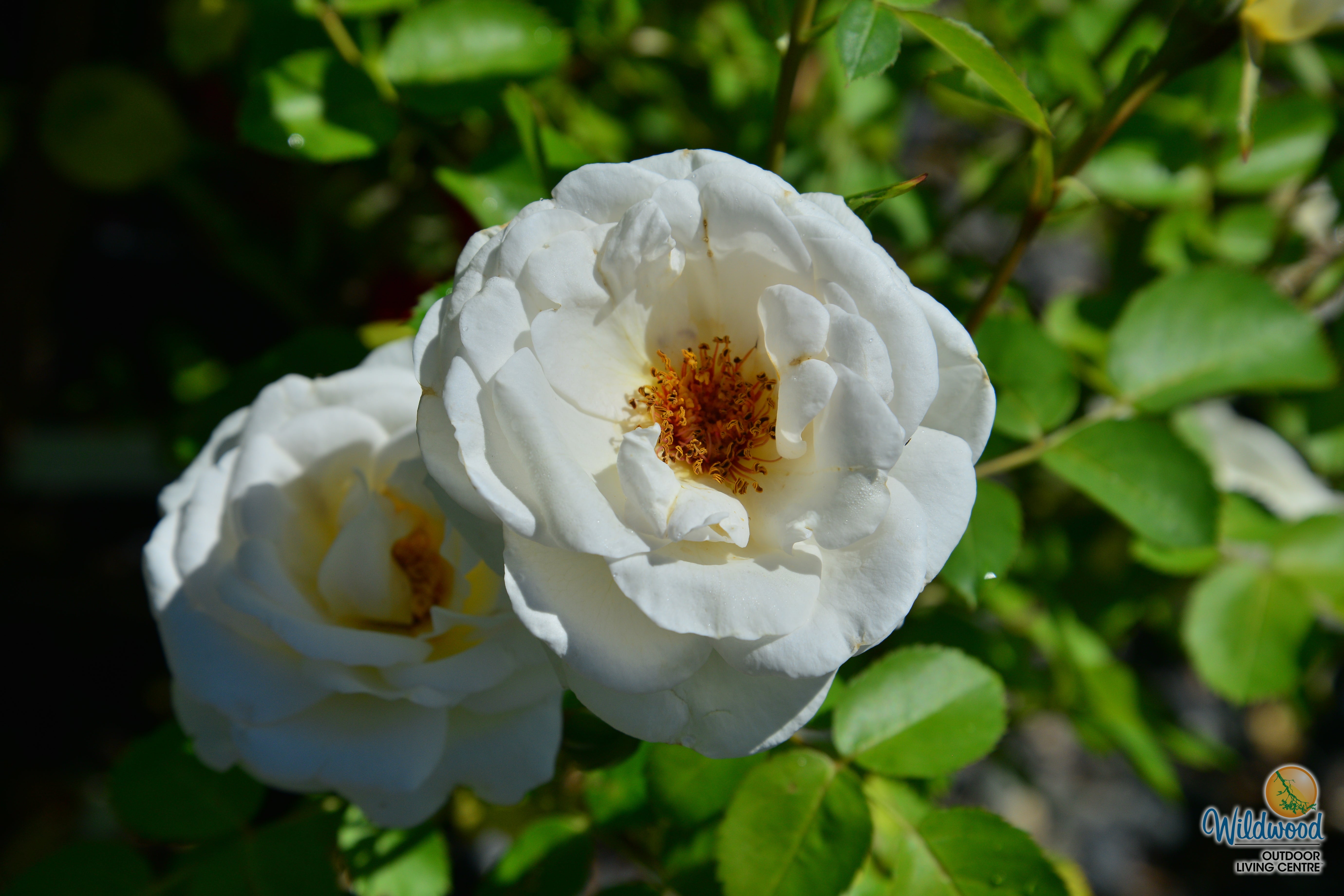J.P. Connell - Cold Hardy Rose – Wildwood Outdoor Living